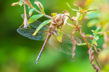 Closeup of a female migrant hawker Aeshna mixta resting under leaves in a tree