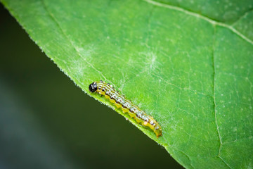 Box tree moth caterpillar, Cydalima perspectalis, closeup