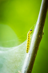 Closeup of a pest larvae caterpillars of the Yponomeutidae family or ermine moths, formed communal webs around a tree.