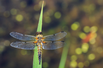 Close-up of a four-spotted chaser dragonfly insect, Libellula quadrimaculata