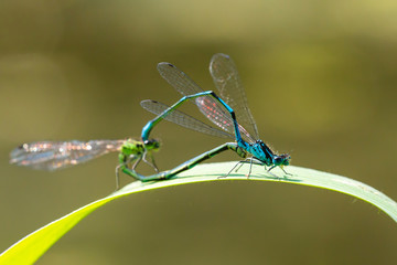Closeup of two common bluetail Ischnura elegans damselflies mating wheel or heart