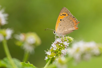 Small copper or common copper butterfly, Lycaena phlaeas, mating, pollinating and feeding nectar