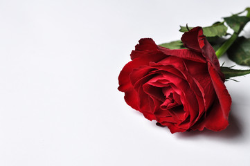 Beautiful red rose isolated on a white background.Red rose with green leaves.Copy space