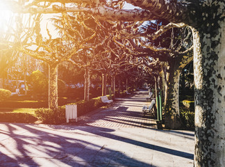 Platan-trees in Leon, Spain. Cozy cityscape