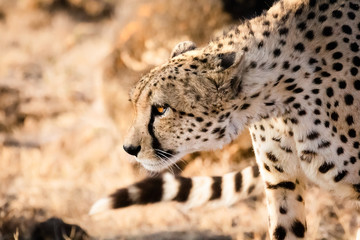 African cheetah focused on prey