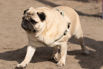 Obraz premium Small cute beige dog pug walks on a walk on the light sand and looks at the photographer. Sunny day. Close-up.