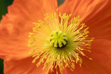 Corn poppy, Otsu no Sato Road Station, Minami Boso City, Chiba Prefecture, Japan