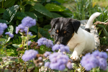 Small charming Jack Russell 7,5 weeks old old. Zoung dog puppy standing outdoor in the garden in summer.