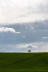 The small tree at the edge of the field