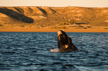 Whale jumping in Peninsula Valdes,, Patagonia, Argentina