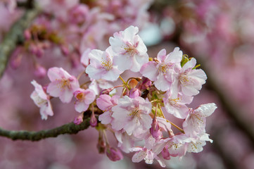 Obraz premium 豊前の河津桜