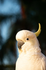 isolated male cockatoo dark background summer tropical morning head shot Gold Coast Australia