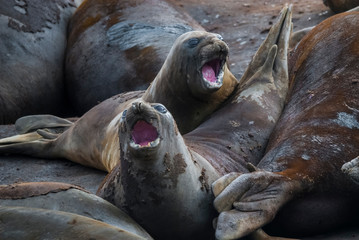  Elephant seal, Hannah Point, Antartic peninsula.