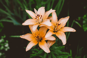 Fototapeta premium Beautiful flowering cream lily in macro. Amazing picturesque wet blooming orange flower closeup. Raindrops on colorful plant. Wonderful european perfume flower with dew drops. Droplets on beige petals