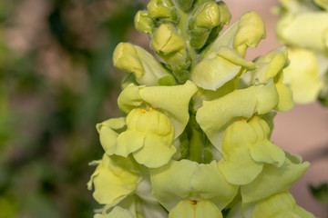 Antirrhinum majus, Road Station Otsuno Village, Minami Boso City, Chiba Prefecture, Japan