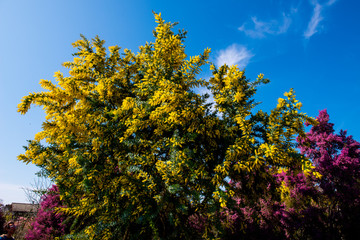 Naklejka premium ミモザ