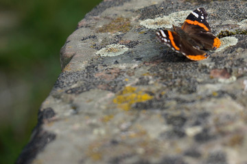 beautiful admiral butterfly black red white on stone