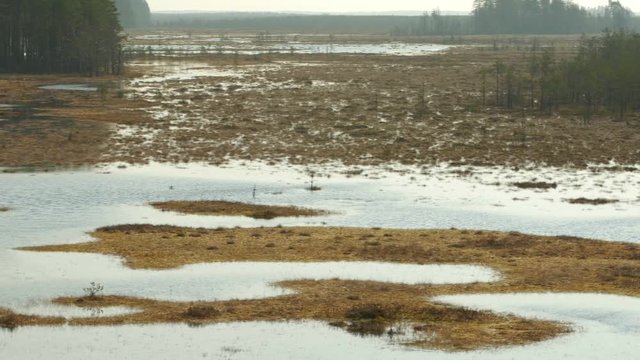 Panorama of Swamp Field In Cepkeliai reserve in Lithuania. Zoom in.
