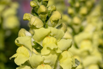Antirrhinum majus, Road Station Otsuno Village, Minami Boso City, Chiba Prefecture, Japan