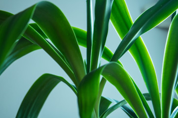 green leaves of plant