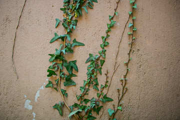 flowers on the wall
