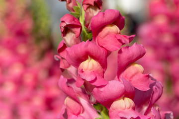 Antirrhinum majus, Road Station Otsuno Village, Minami Boso City, Chiba Prefecture, Japan