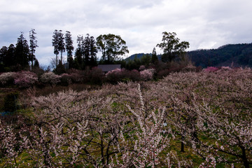 大山の梅