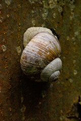 Burgundy snail crawling up tree