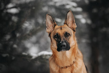 German shepherd dog looks in the winter forest