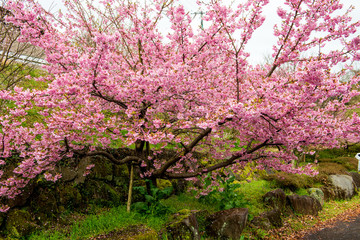 大山の河津桜