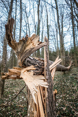 Umgestürzter Baum durch Sturm