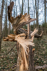 Umgestürzter Baum durch Sturm