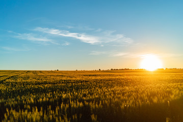 Field wheat sunset russia sky expanse nature