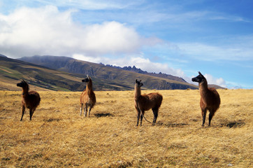 herd of horses on pasture, picture of 2017
