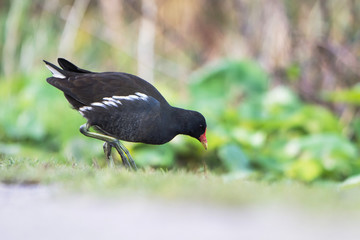 Common Moorhen, Moorhen, Gallinula chloropus 