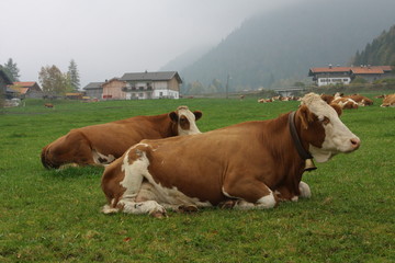 rindvieh