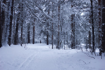 winter forest, skiing