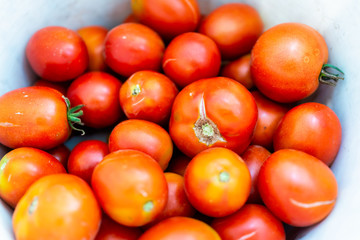 Closeup of large bucket basket filled with fresh orange yellow red garden roma tomatoes after harvest with many shapes sizes