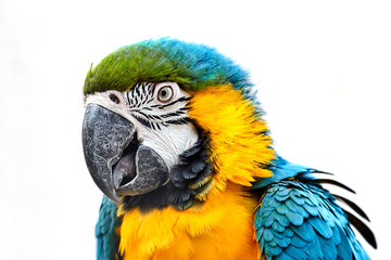 Blue-and-yellow macaw (Ara ararauna) in front of white background
