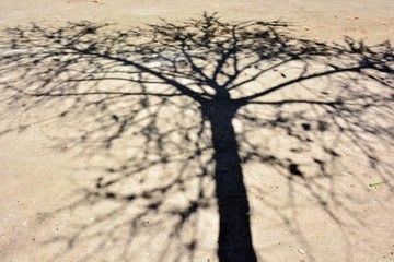 Sombra de árboles en el suelo