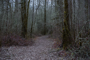 Path through dark lush forest