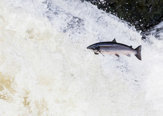 Fototapeta premium Wild Scottish atlantic salmon leaping on waterfall