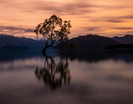 Wanaka Tree