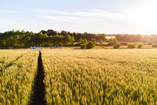 Green farm, landscape with crop of wheat on field in spring