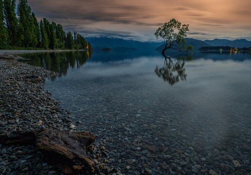 Wanaka Tree Pre-dawn