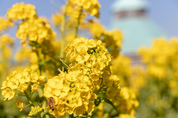 Rape blossoms and bees, Road Station Tomiura, Minamiboso City, Chiba Prefecture, Japan