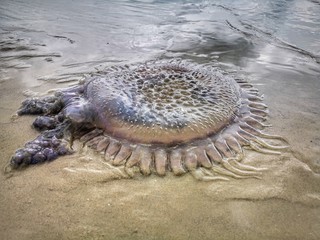 Jellyfish wash up on the beach dead during the low tide on the sea shore