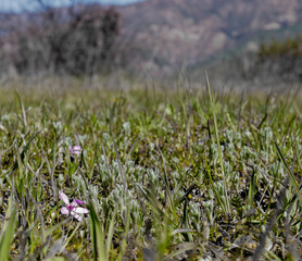 Ojai Valley River Preserve