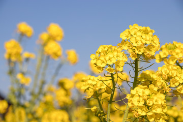 Fototapeta premium Rape blossoms, Road Station Tomiura, Minami Boso City, Chiba Prefecture, Japan