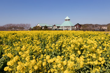 Rape blossoms, Road Station Tomiura, Minami Boso City, Chiba Prefecture, Japan